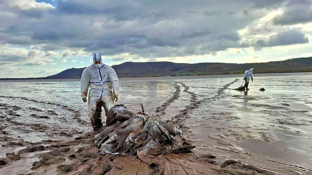 Schlamm, Wind und Hunderte tote Kraniche. Die Helfer am Stausee Kelbra gehen täglich an ihre Grenzen.