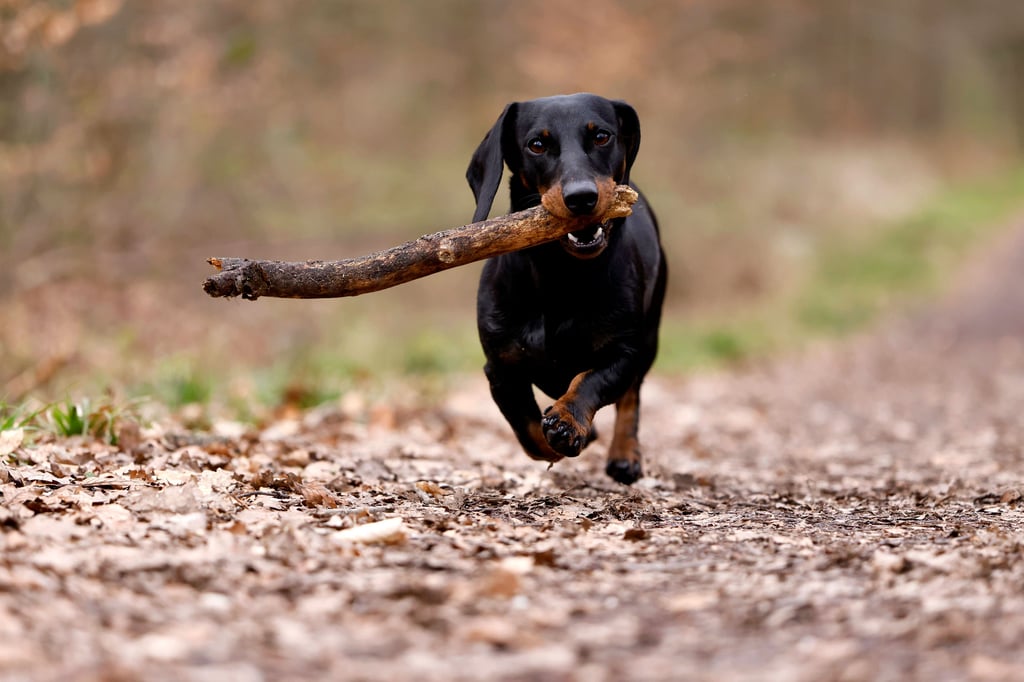Die CDU will Steuerfreiheit für Jagdgebrauchshunde.