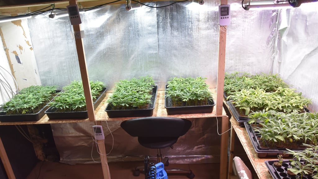 Im oberen Bereich des ehemaligen Gasthofes haben die Täter eine Aufzuchtstation mit fast 600 Jungpflanzen eingerichtet.