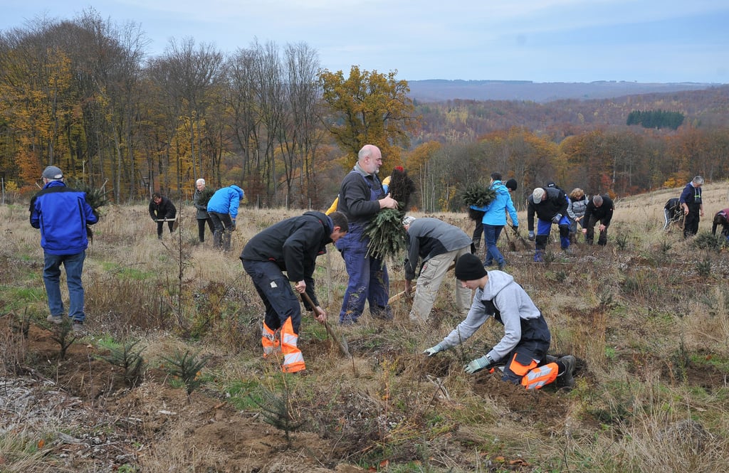 Waldgenossen aus den sieben Orten der Waldgenossenschaft Siebengemeindewald beim Pflanzen der Weißtannen im Forstrevier "Der Gleiche Ort".