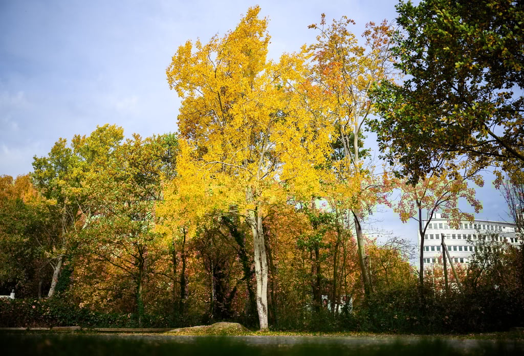Die Zitterpappel (Populus tremula) - auch Espe oder Aspe genannt - ist Baum des Jahres 2026.