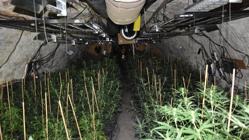 Im Gewölbekeller sind 830 blühende Pflanzen entdeckt worden.