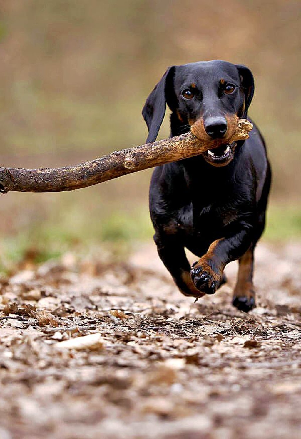 Die CDU will Steuerfreiheit für Jagdgebrauchshunde.