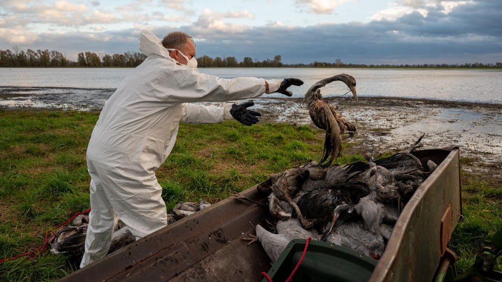 In Brandenburg gibt das Landwirtschaftsministerium keine Entwarnung bei der Vogelgrippe. (Archivbild)