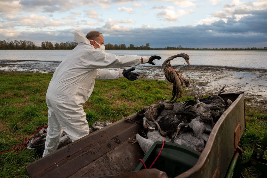 In Brandenburg gibt das Landwirtschaftsministerium keine Entwarnung bei der Vogelgrippe. (Archivbild)