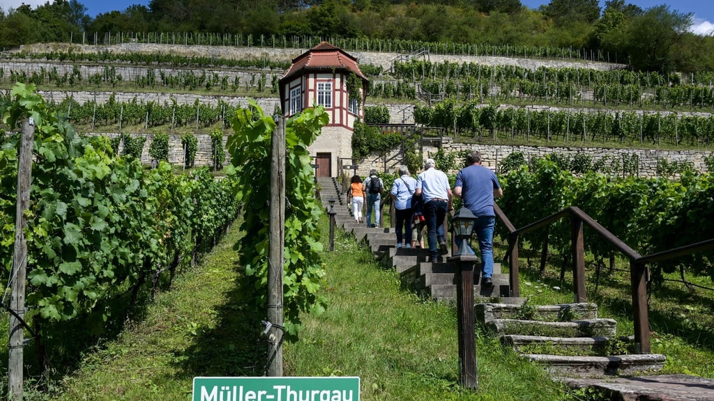 Die Erträge in den Weinbergen lagen weit über den Niveau des Vorjahres. (Archivbild)