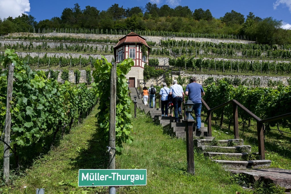 Die Erträge in den Weinbergen lagen weit über den Niveau des Vorjahres. (Archivbild)