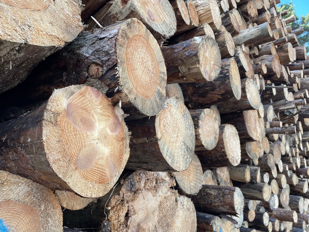 Eingeschlagenes Holz aufgestapelt im Bürgerholz.