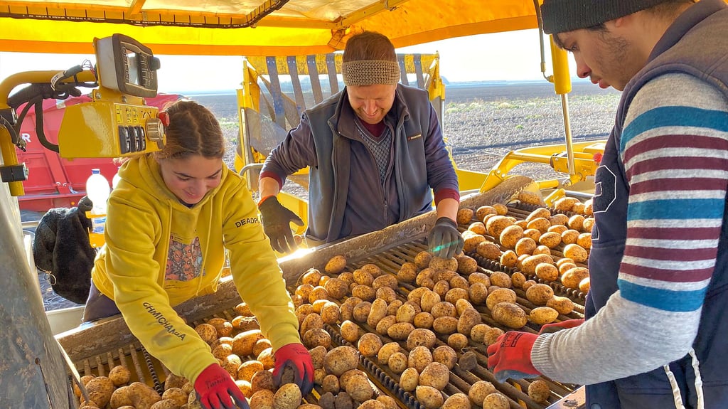Erde, Steine, Unkraut oder beschädigte und ungenießbare Kartoffeln? Direkt auf dem Feld – insgesamt Ackerflächen von 150 Hektar – sortieren drei der rund 15 Mitarbeiter des Hofs die Kartoffeln im ersten von mindestens zwei Durchläufen.