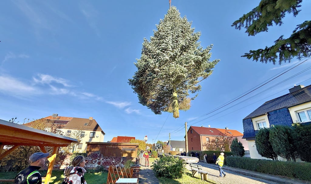 Der Baum musste aus dem Garten über die Häuser auf einen Laster gehoben werden. 16 Meter hoch ist die Blaufichte.