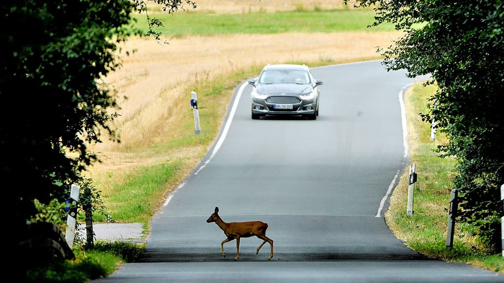 Vor allem Rehe laufen in der Altmark gern auf die Straße.