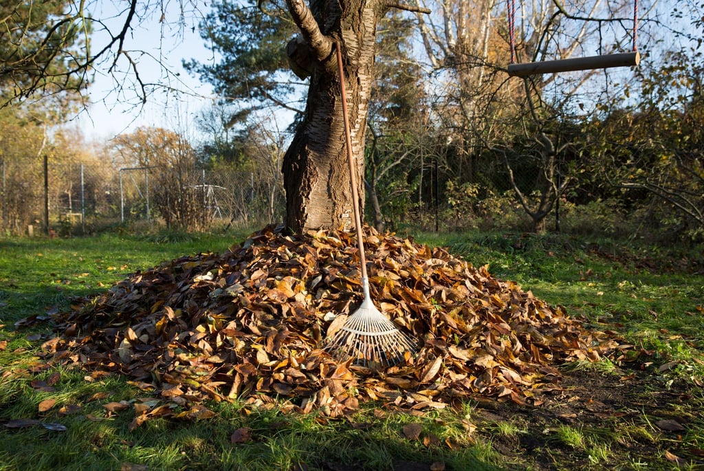 Laubhaufen im Garten? Statt das Herbstlaub zu entsorgen, kann es als Unterschlupf für Igel und Insekten dienen.