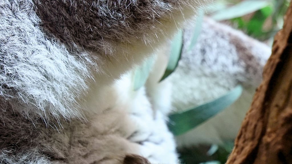 Ein kleines Koala-Jungtier wächst im Zoo Leipzig heran.