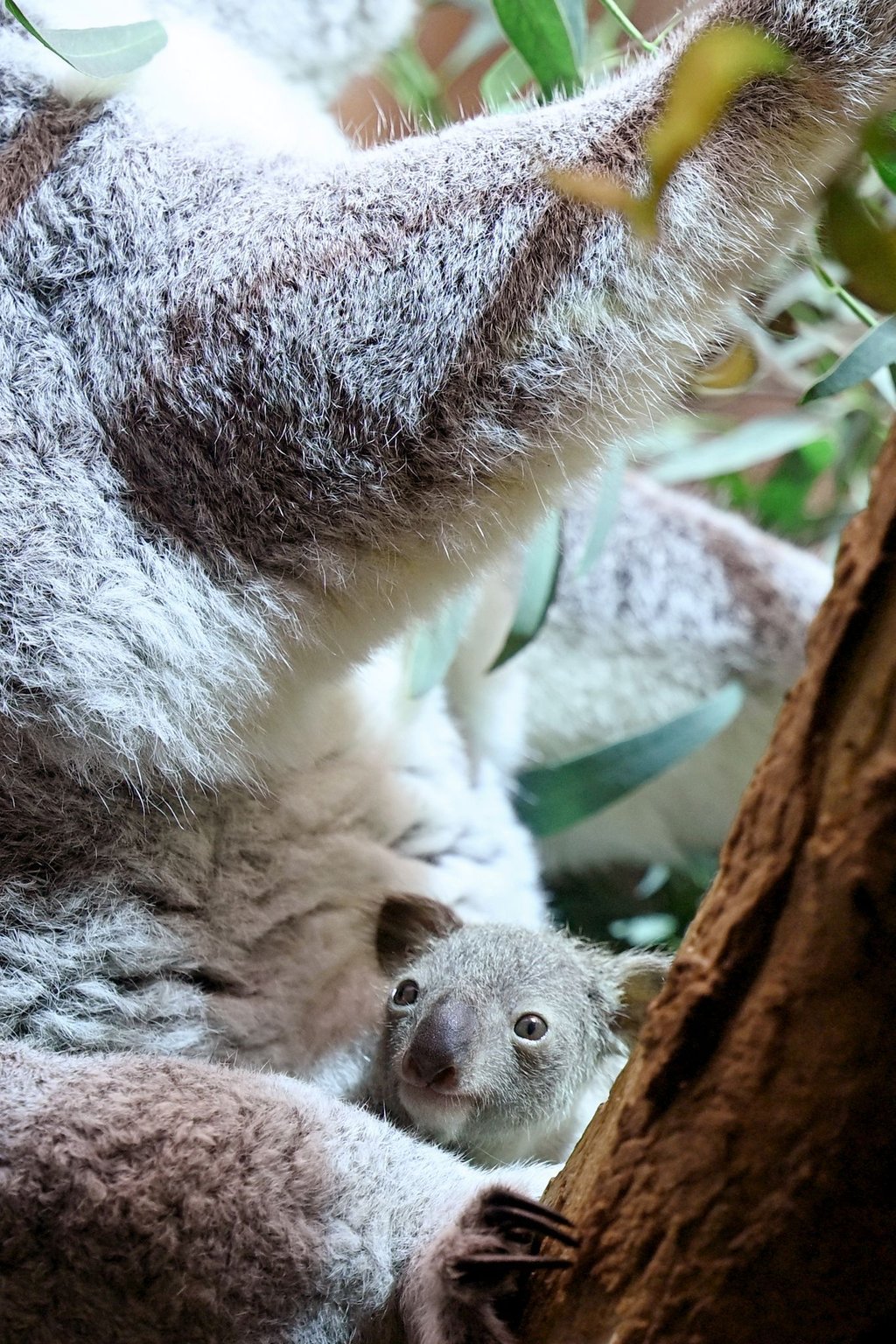 Ein kleines Koala-Jungtier wächst im Zoo Leipzig heran.