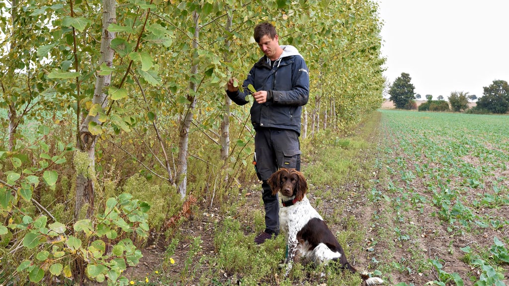 Landwirt Christoph Nagel baut auf  seinen Feldern Windschutzstreifen an. Hier mit Jagdhund Artus auf dem Himberg bei Colno, wo die Pappelreihen auch eine gute Deckung für das Niederwild versprechen. 