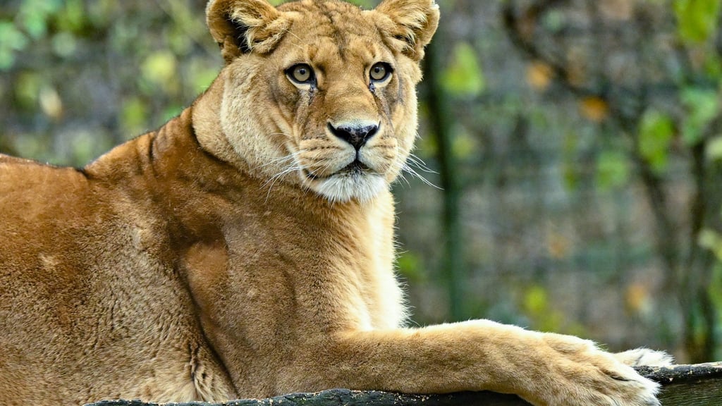 Gibt es für die fünf verbleibenden Löwen noch Hoffnung? (Archivbild)