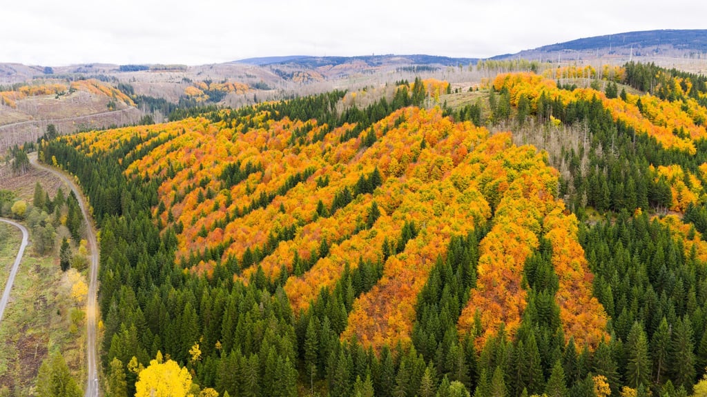 Im Harz sollen bald wertvolle Rohstoffe gesucht werden. (Archivbild)