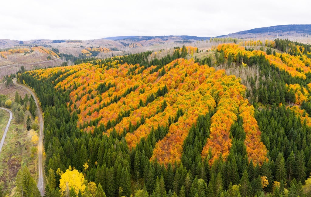 Im Harz sollen bald wertvolle Rohstoffe gesucht werden. (Archivbild)