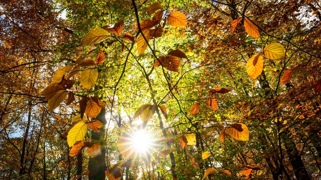 In Berlin und Brandenburg wird es in den nächsten Tagen sonnig. (Symbolfoto)