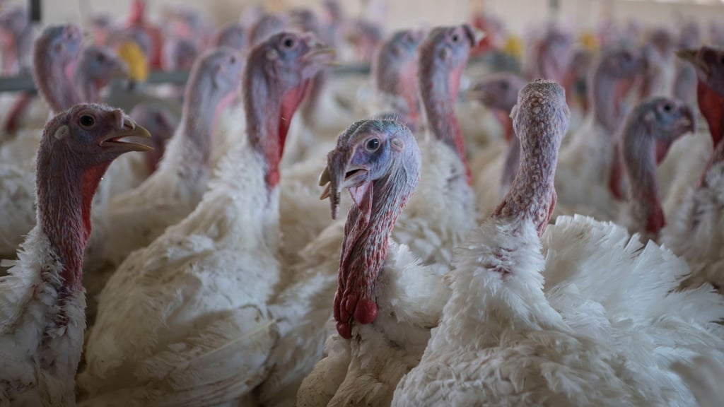 In der Samtgemeinde Lemförde isst die Vogelgrippe in einem Betrieb aufgetreten, 18.000 Tiere müssen getötet werden. (Symbolbild)