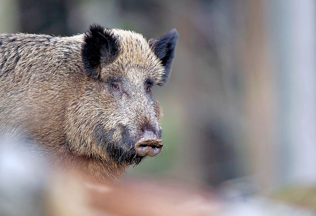 Mehr als 4.000 Wildschweine blieben 2024 auf der Strecke.