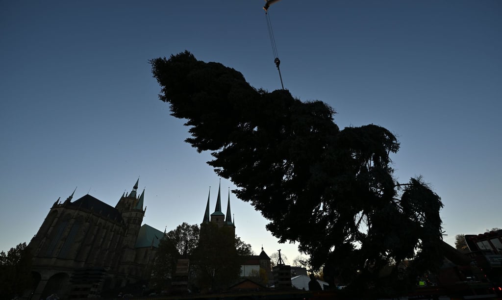 Die Vorbereitungen für den 175. Erfurter Weihnachtsmarkt laufen: Hier wird der Weihnachtsbaum aufgestellt.