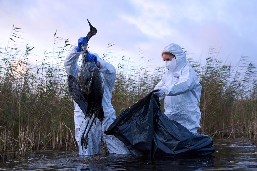 Die Vogelgrippe hat sich in Sachsen-Anhalt in mehreren Regionen ausgebreitet. (Symbolbild)