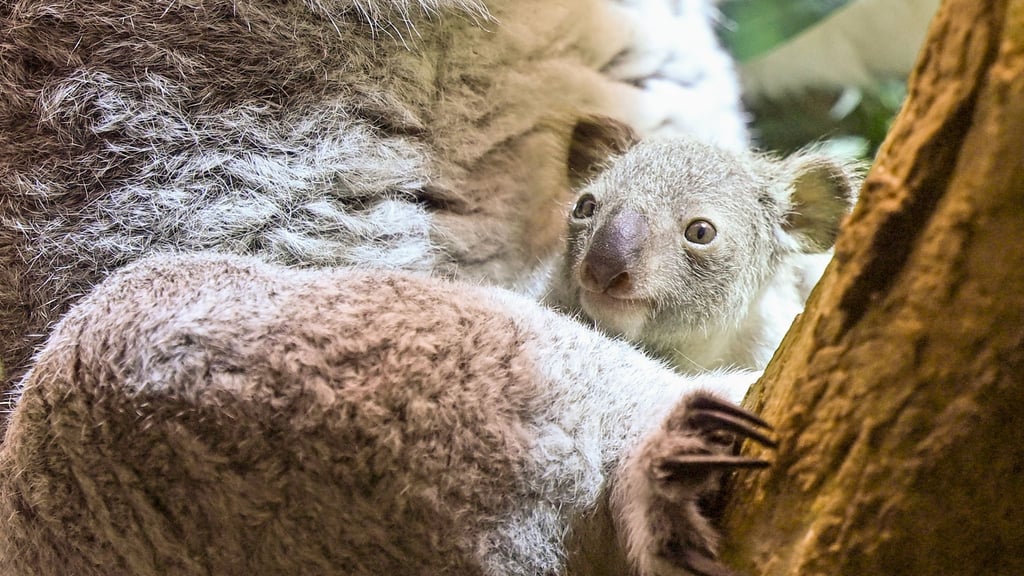 Ein kleines Koala-Jungtier wächst im Zoo Leipzig heran.