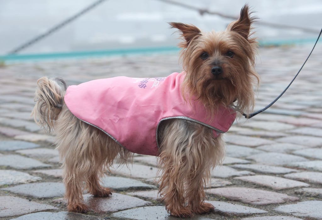 Schützt bei Regen und Kälte: Bei kurzbeinigen Rassen kann ein Wintermantel für Wuffi sinnvoll sein.