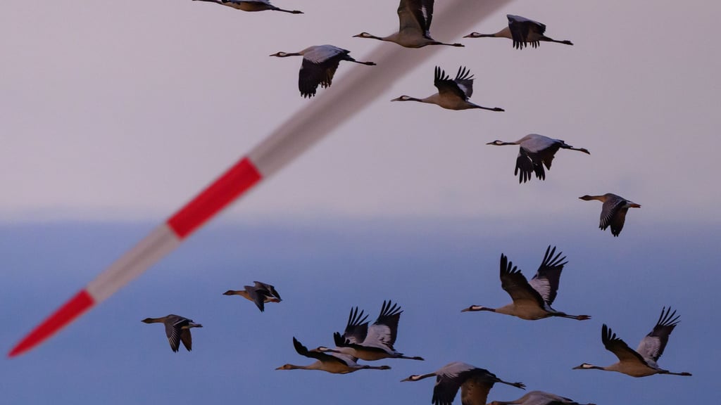 Schwer kranke Kraniche dürfen in einigen Regionen in Niedersachsen jetzt von Jägern erschossen werden. (Archivbild)