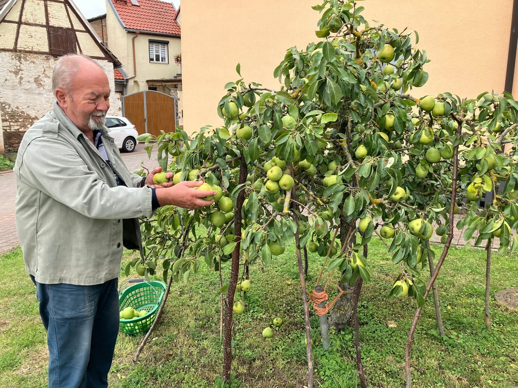 Hartmut Lammert hegt und pflegt den Birnbaum in Bennungen. Dieser erfreut im Frühjahr mit Blütenpracht und im Herbst mit vielen Früchten. 