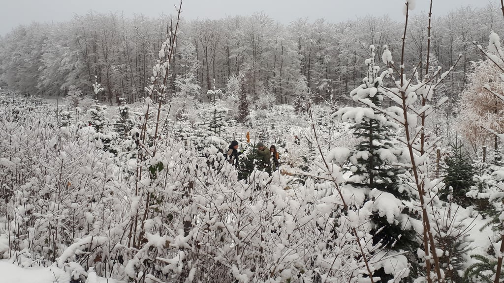 Baumschlagen an den Pferdeköpfen - vor drei Jahren wurde im Schnee gesägt.
