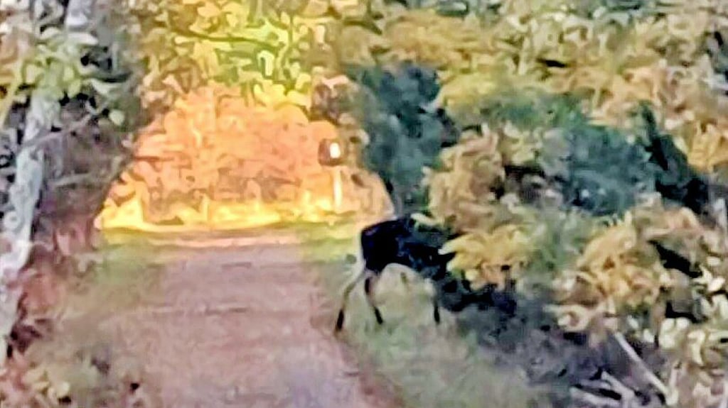 Ein Elch kreuzte  den Weg von Sandra Köhler. 