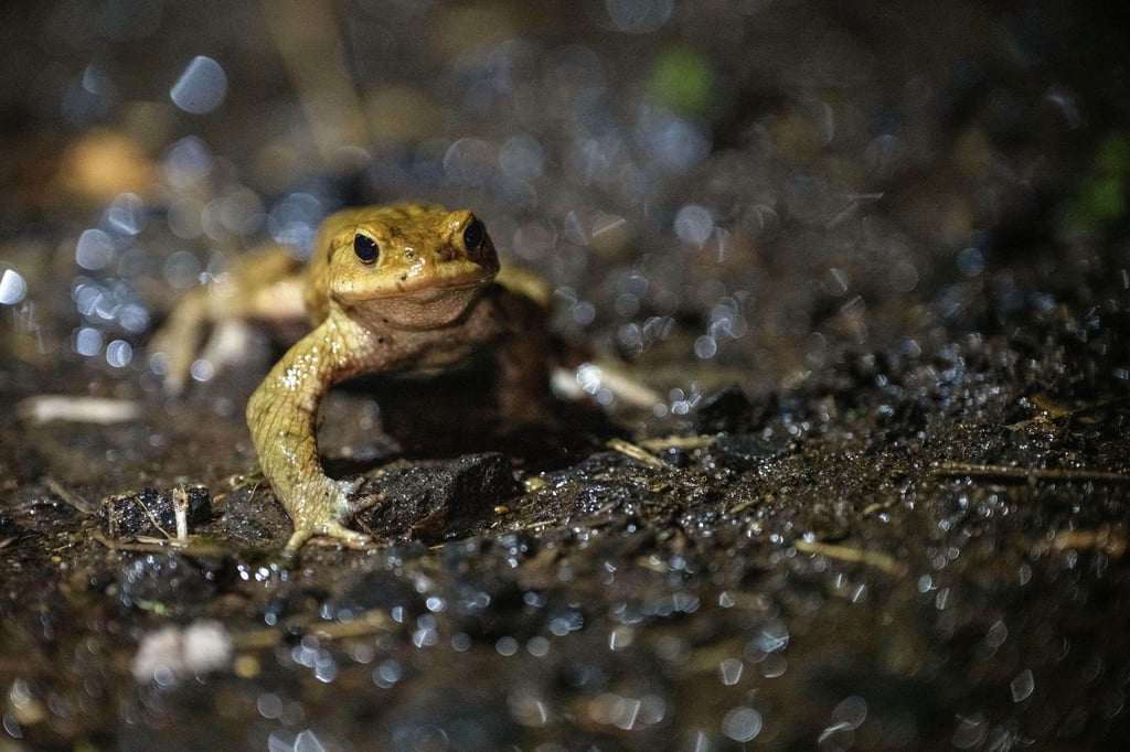 Auf dem Weg ins Winterquartier: Natürliche Rückzugsorte, wie Laub- und Komposthaufen, bieten Kröten, Fröschen und Molchen Schutz vor Frost.