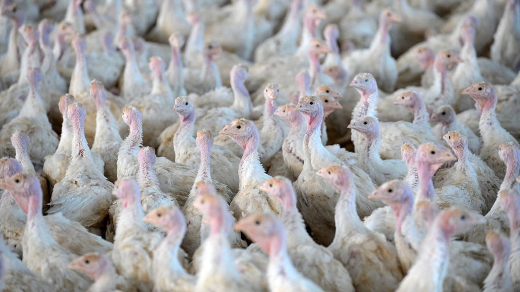 Nach der Feststellung der Geflügelpest in einem Putenstall im Landkreis Cloppenburg mussten die Tiere getötet werden. (Symbolfoto)