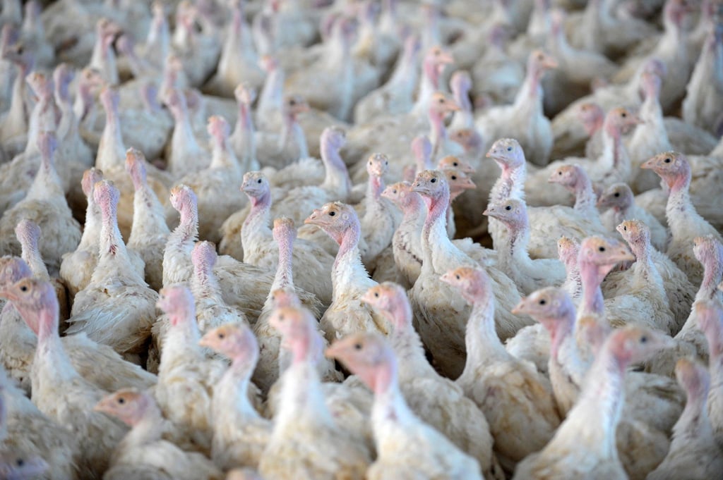 Nach der Feststellung der Geflügelpest in einem Putenstall im Landkreis Cloppenburg mussten die Tiere getötet werden. (Symbolfoto)