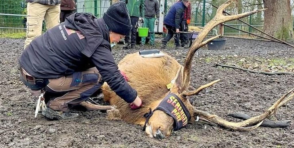 Im Februar 2023 startet der Ausverkauf der Tiere im Wildpark Weißewarte: Mit Wapiti-Hirsch Herrmann verließ eines der größten Tiere die Freizeitanlage in Richtung Serengeti-Park Hodenhagen.