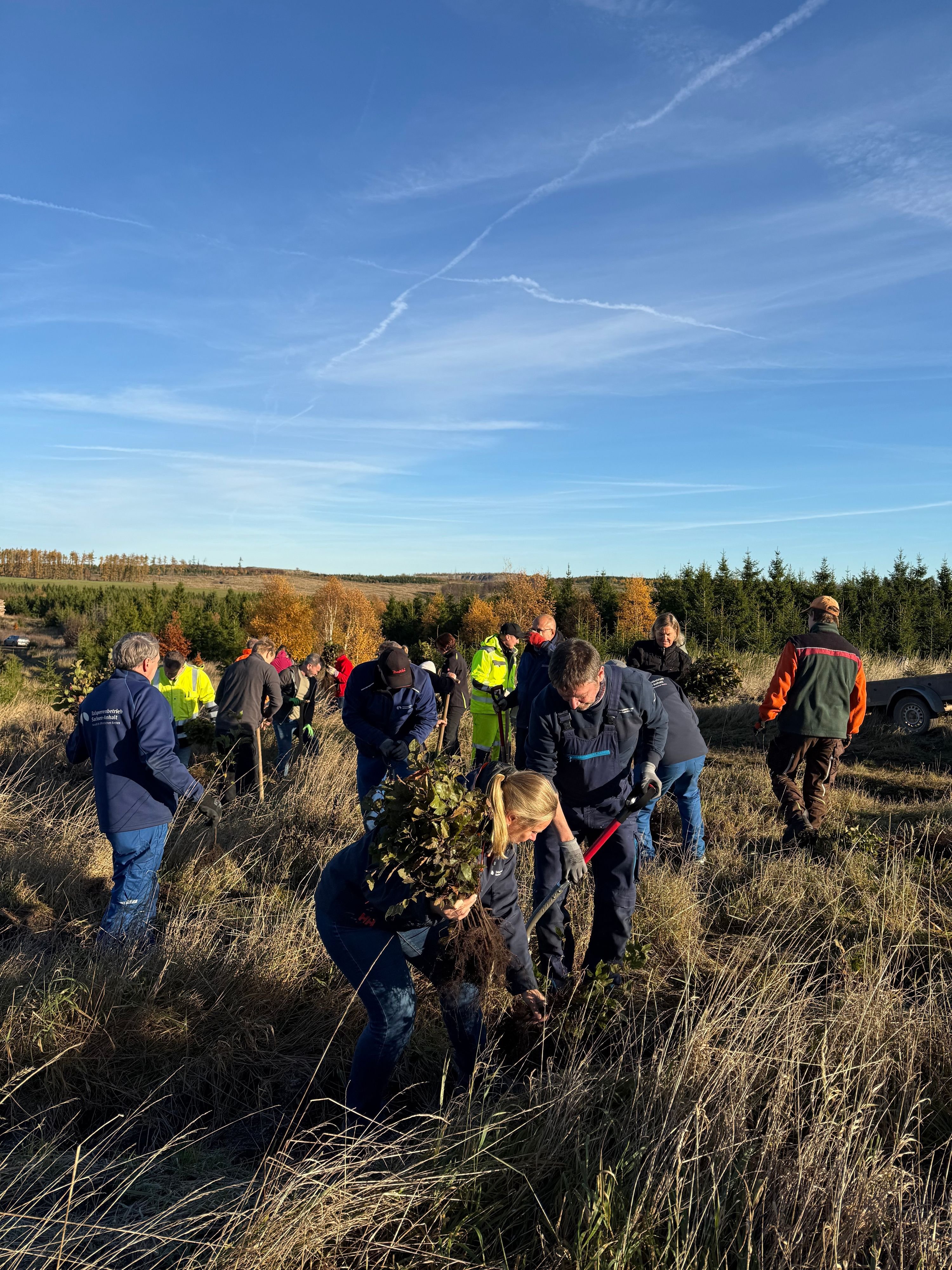 Aktion vom Talsperrenbetrieb Sachsen-Anhalt: Gebiet an Rappbodetalsperre im Harz wird aufgeforstet: 10.000 neue Bäume gepflanzt