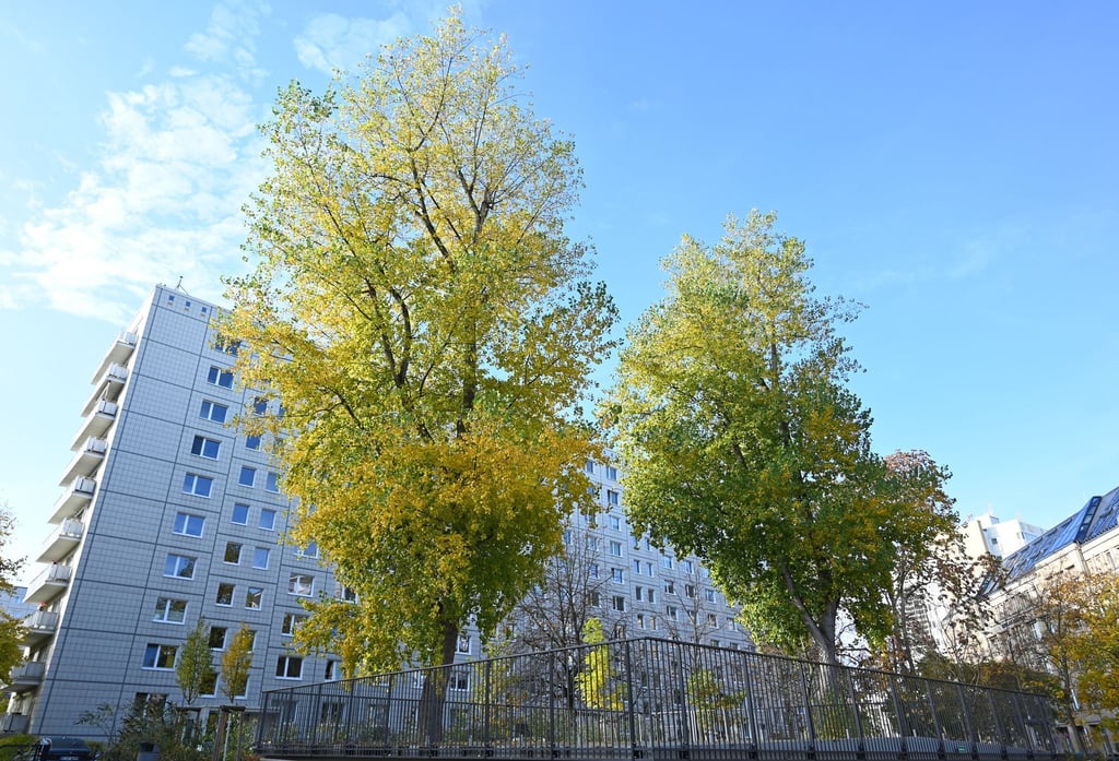 In Berlin soll es bis 2040 eine Million Bäume geben. (Archivbild)