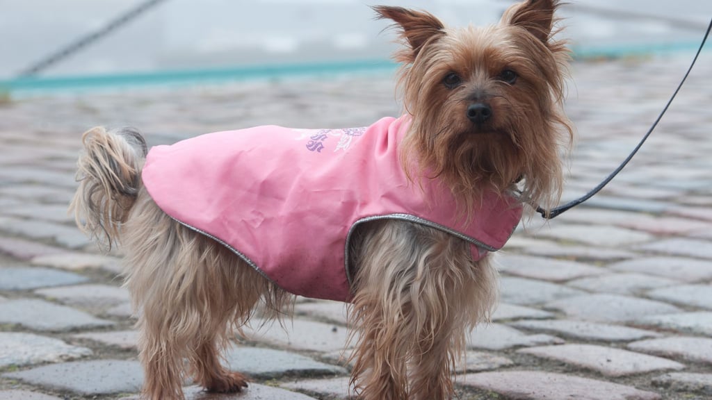 Schützt bei Regen und Kälte: Bei kurzbeinigen Rassen kann ein Wintermantel für Wuffi sinnvoll sein.