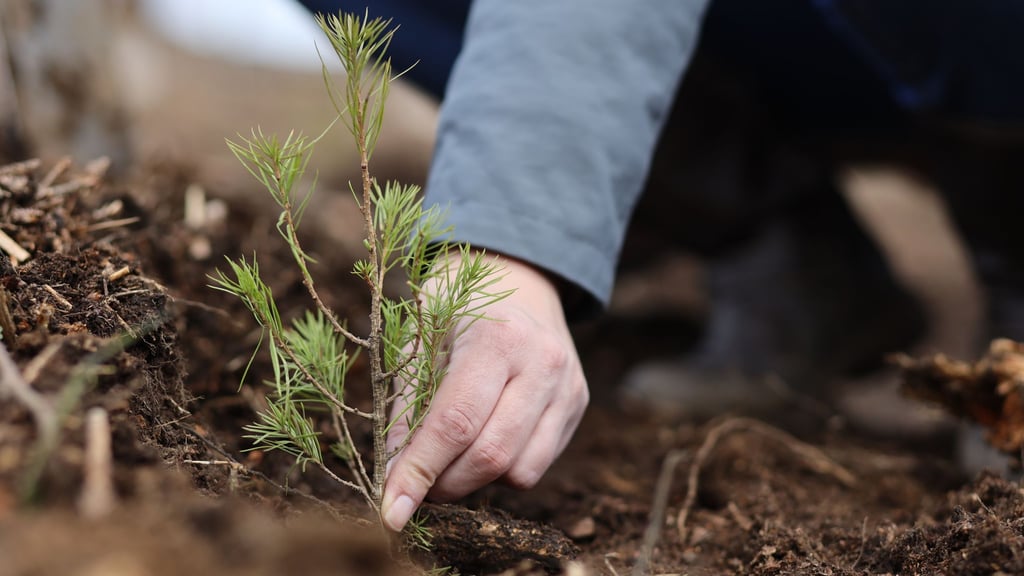 Eine junge Lärche wird gepflanzt. (Archivbild)