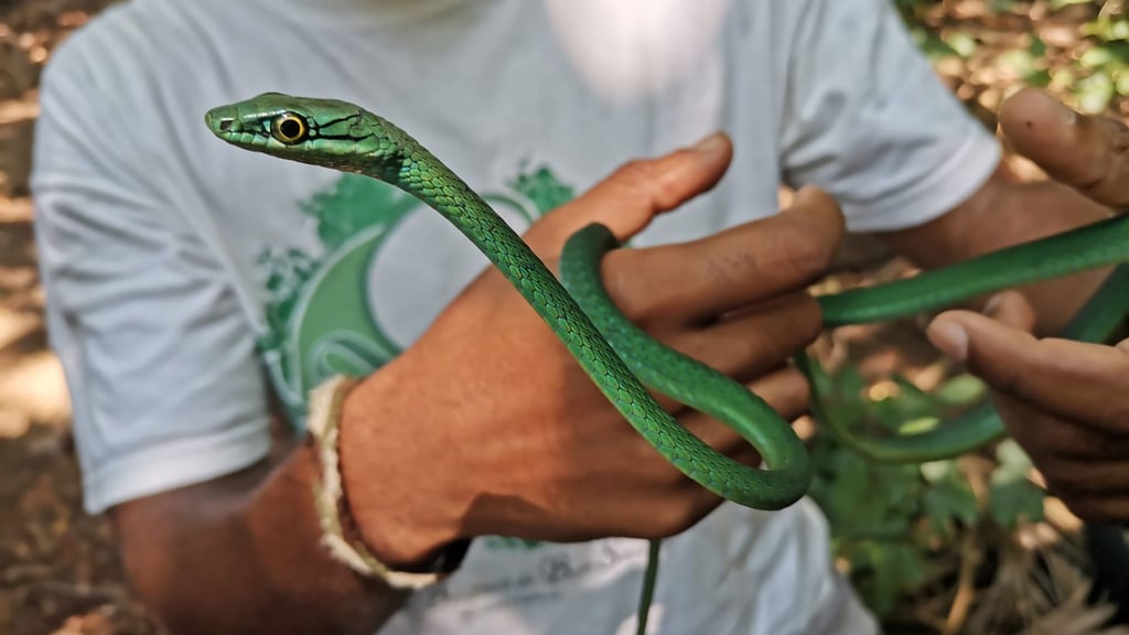 Ein Principe-Smaragdnatter