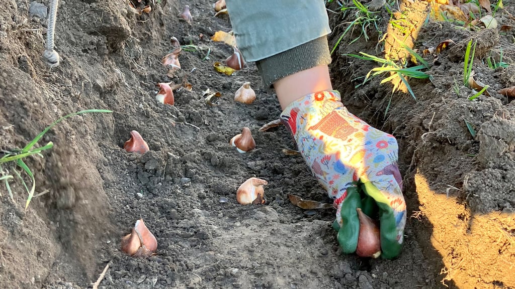 Zwiebel für Zwiebel wird auf dem Klostergelände in Hedersleben gesetzt.