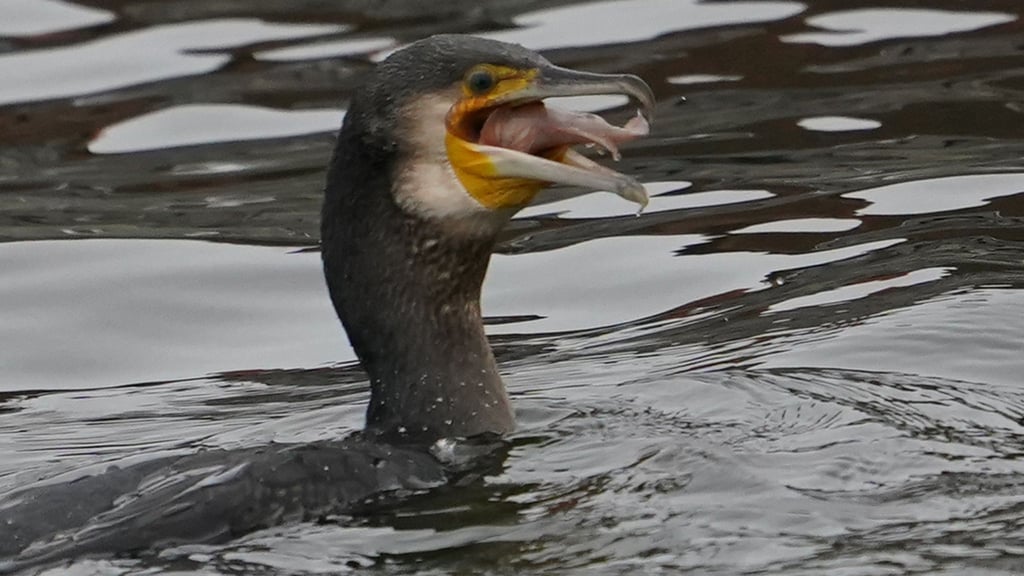 Kormorane, aber auch andere tierische Fischjäger wie der Otter bereiten dem Landesanglerverband Thüringen Sorgen. (Archivbild)