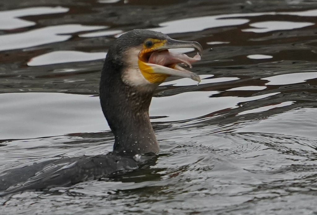 Kormorane, aber auch andere tierische Fischjäger wie der Otter bereiten dem Landesanglerverband Thüringen Sorgen. (Archivbild)