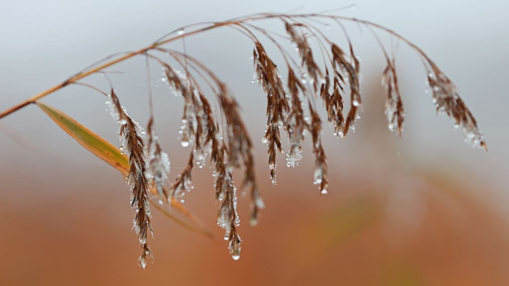 Am Montag und Dienstag ist es meist stark bewölkt, auch Nieselregen ist örtlich möglich, wie es hieß.