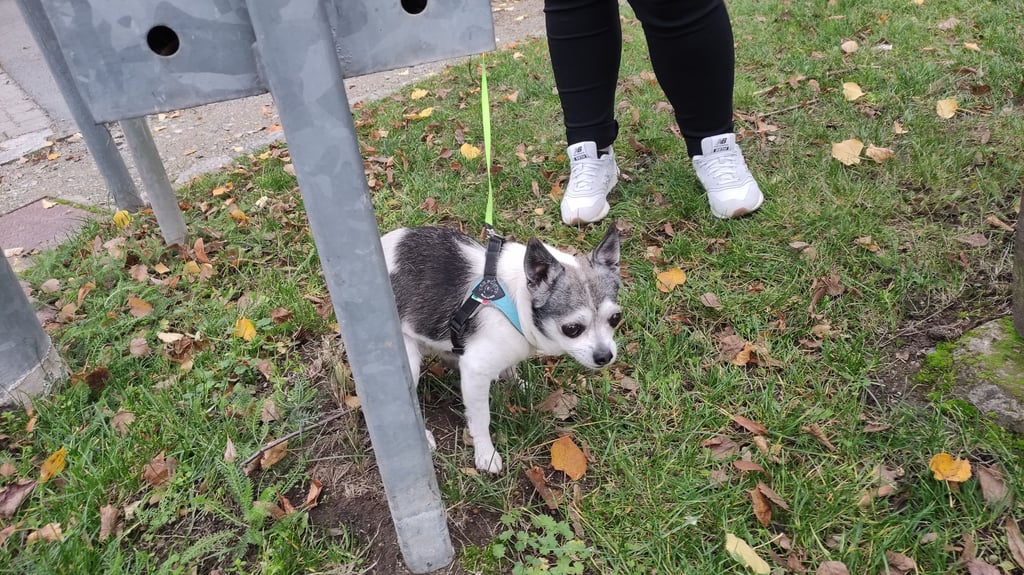 Hundekot im öffentlichen Raum sorgt seit vielen Jahren in allen Osterwiecker Ortsteilen für Stunk.