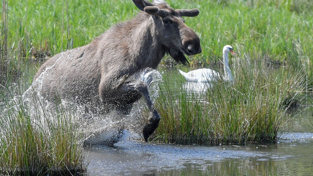 Experten glauben, dass sich die Tiere künftig wieder dauerhaft in Deutschland ansiedeln könnten. (Symbolbild)