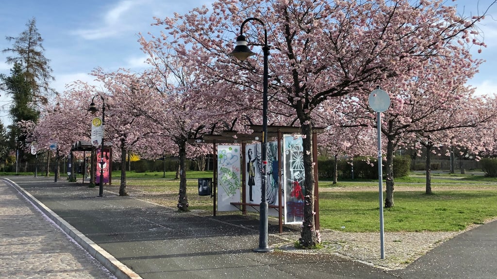 Der Hohenmölsener Busbahnhof ist mit über 120 Hakenkreuzen und anderer rechtsextremer Symbolik beschmiert worden, die die MZ an dieser Stelle mit Absicht nicht zeigt und deshalb ein Archivfoto verwendet.