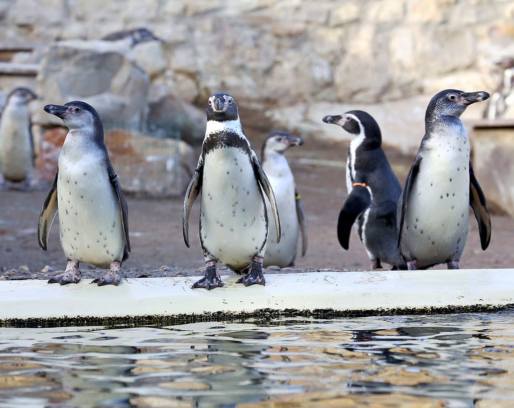 Die Pinguine genießen den Herbst im Tiergarten. 